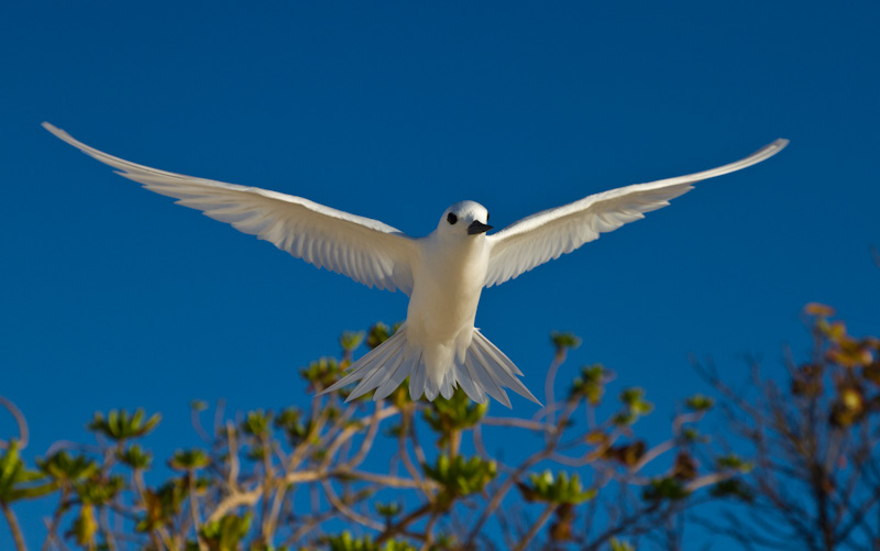 White Tern In Flight