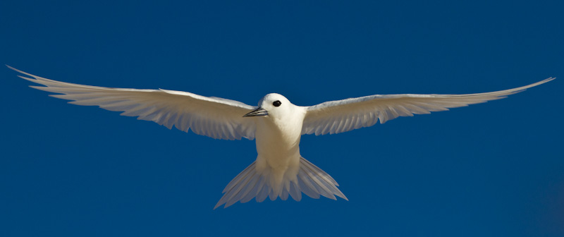 White Tern In Flight