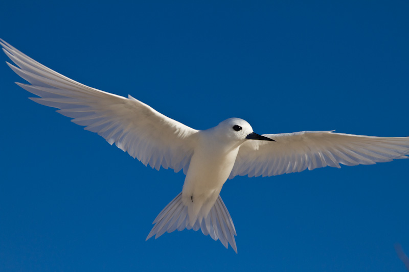 White Tern In Flight