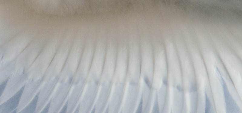 White Tern Wing Detail