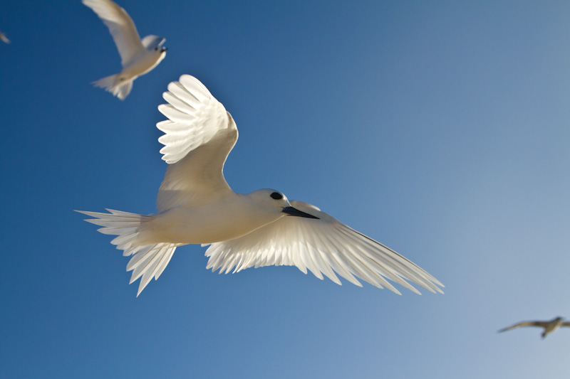 White Tern In Flight