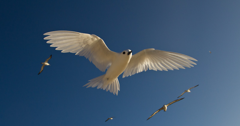 White Tern In Flight