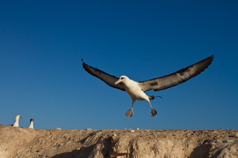 Laysan Albatross Landing