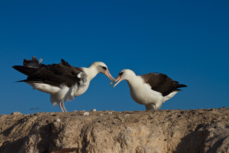 Laysan Albatross