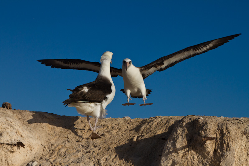 Laysan Albatross Landing