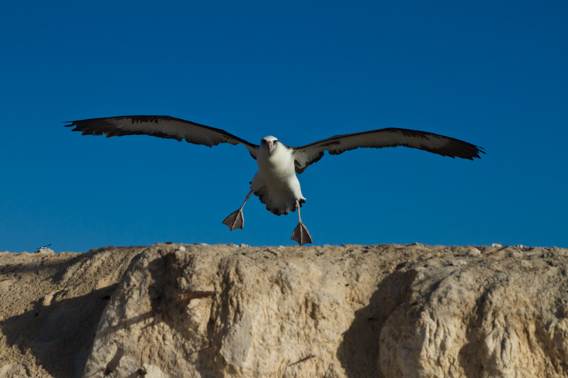 Laysan Albatross Landing