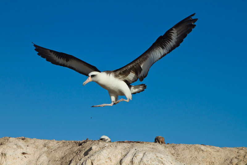 Laysan Albatross Landing