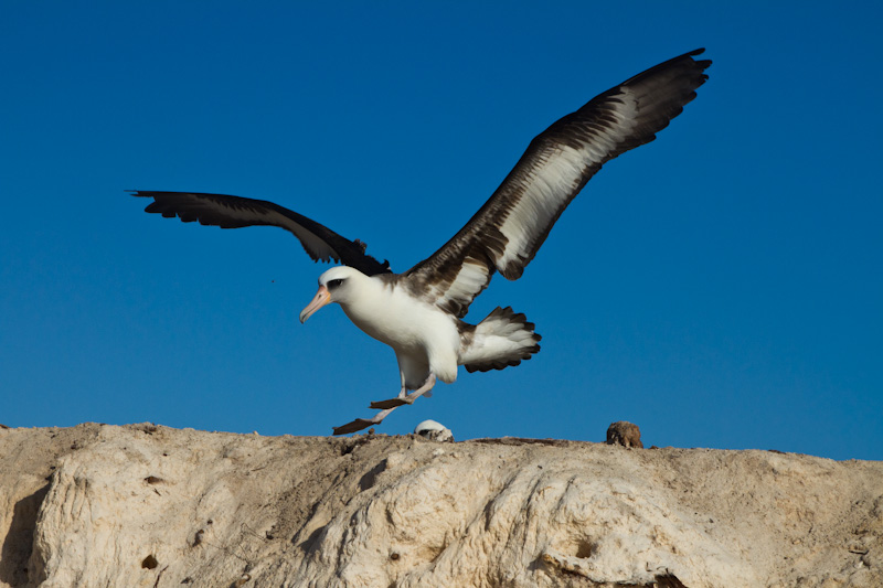 Laysan Albatross Landing