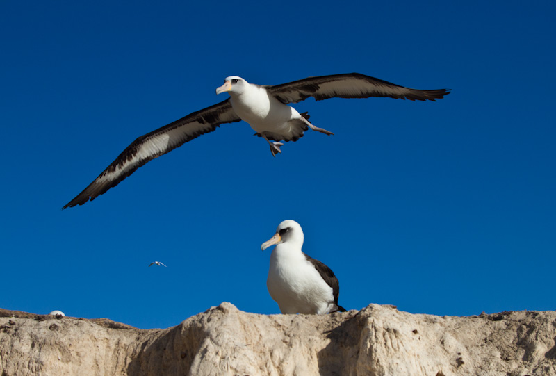 Laysan Albatross