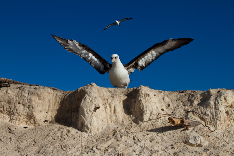 Laysan Albatross