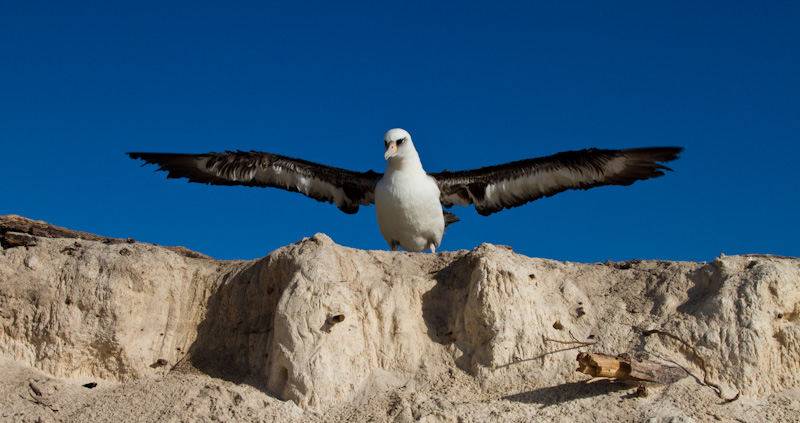 Laysan Albatross