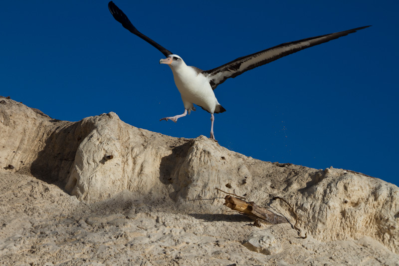 Laysan Albatross Taking Flight