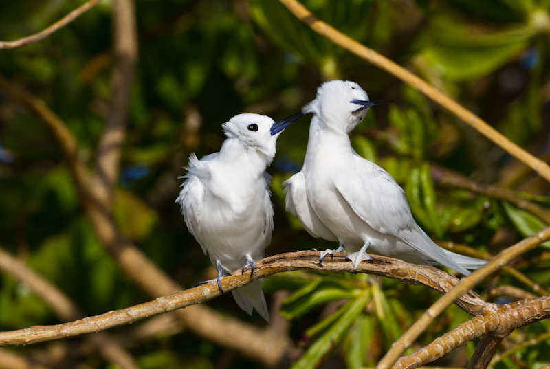 White Terns Preening