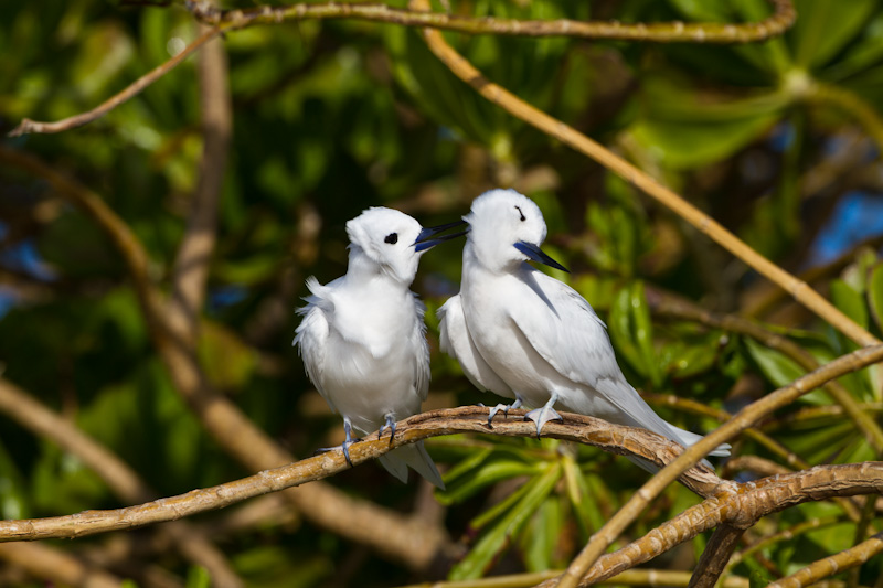 White Terns Preening