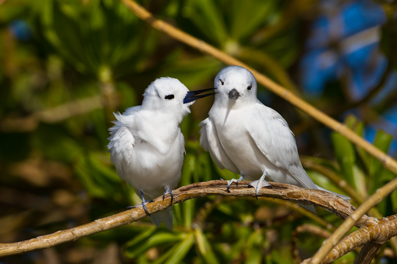 White Terns Preening