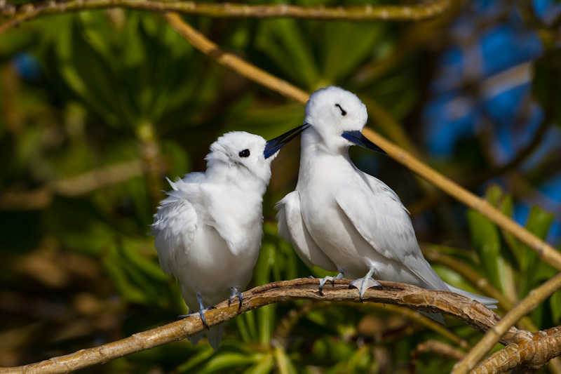 White Terns Preening