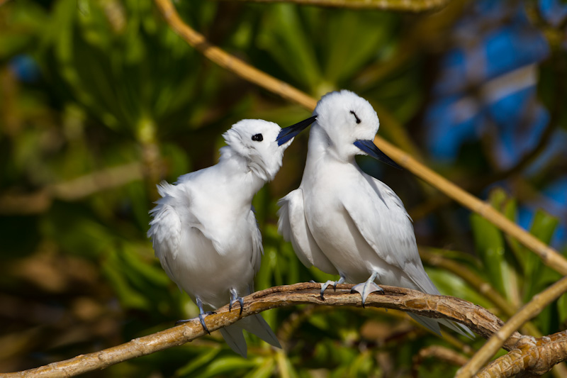 White Terns Preening