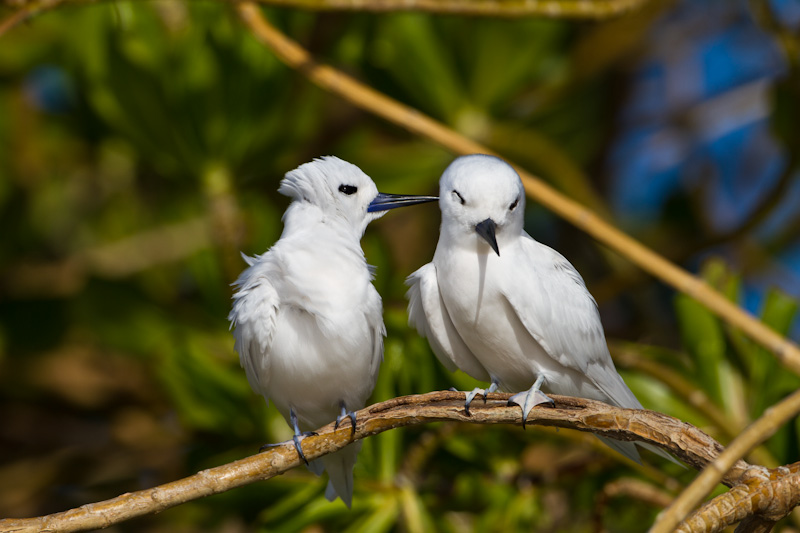 White Terns Preening