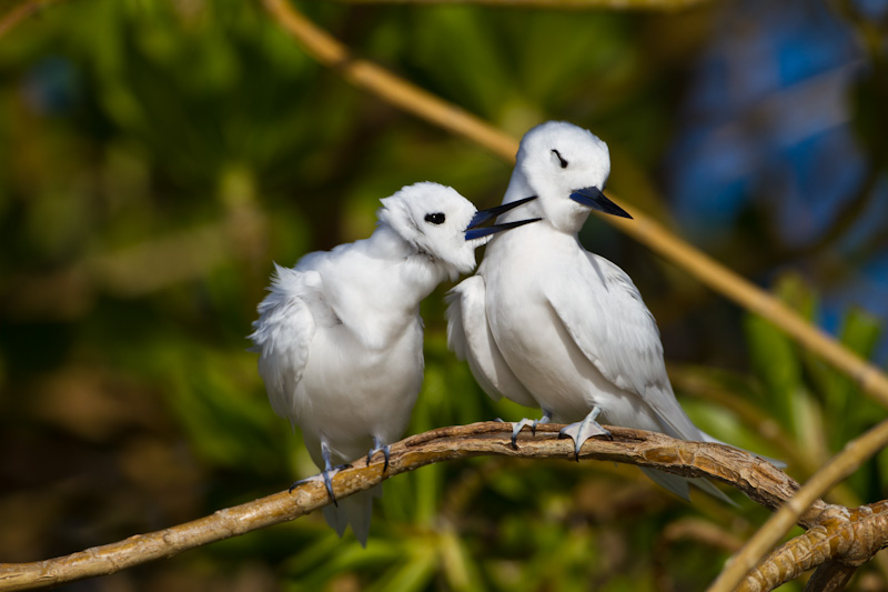 White Terns Preening