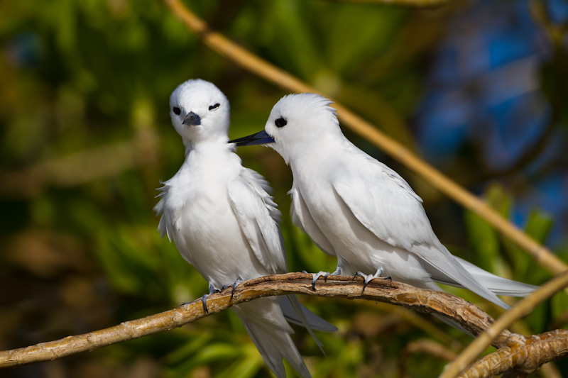 White Terns Preening