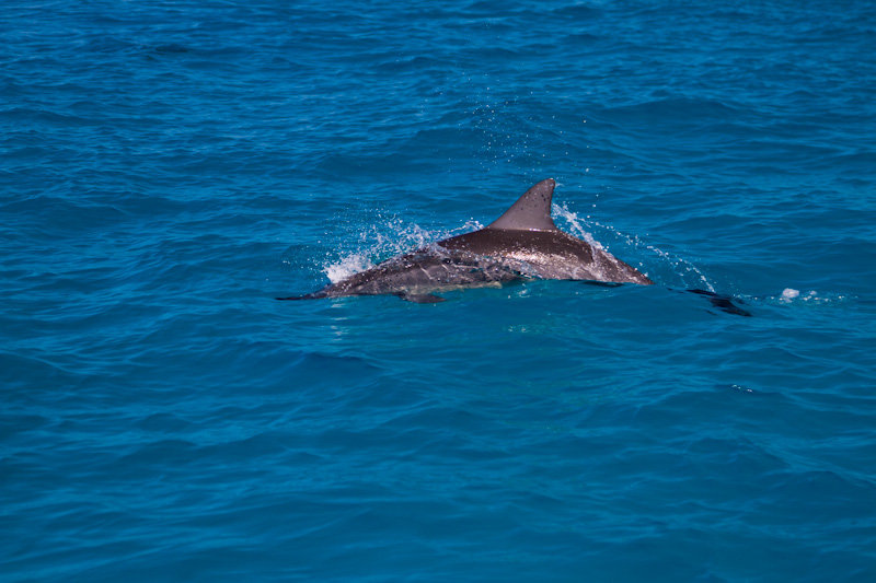 Spinner Dolphin