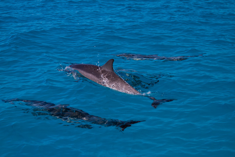 Spinner Dolphins