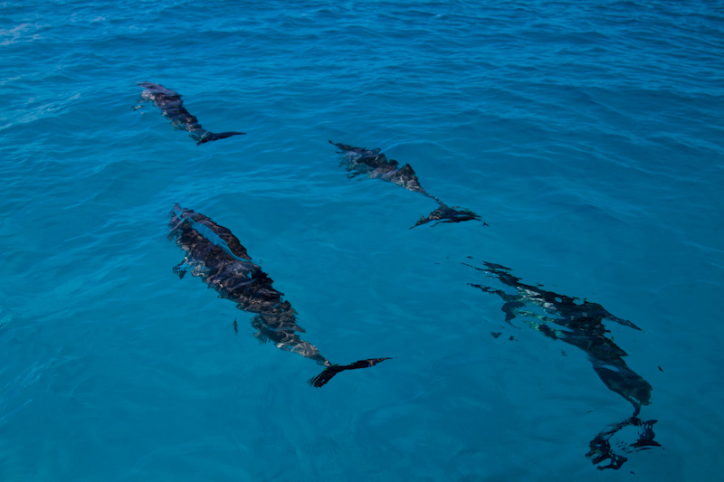 Spinner Dolphins