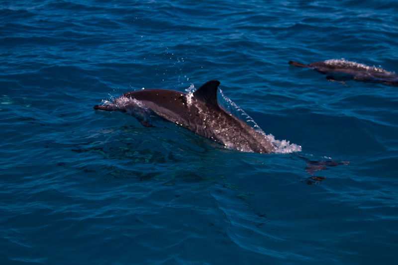 Spinner Dolphin
