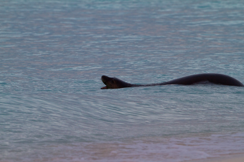 Hawaiian Monk Seal In Surf