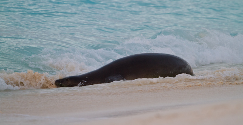 Hawaiian Monk Seal In Surf