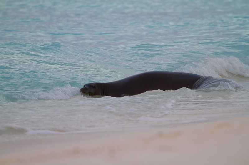 Hawaiian Monk Seal In Surf