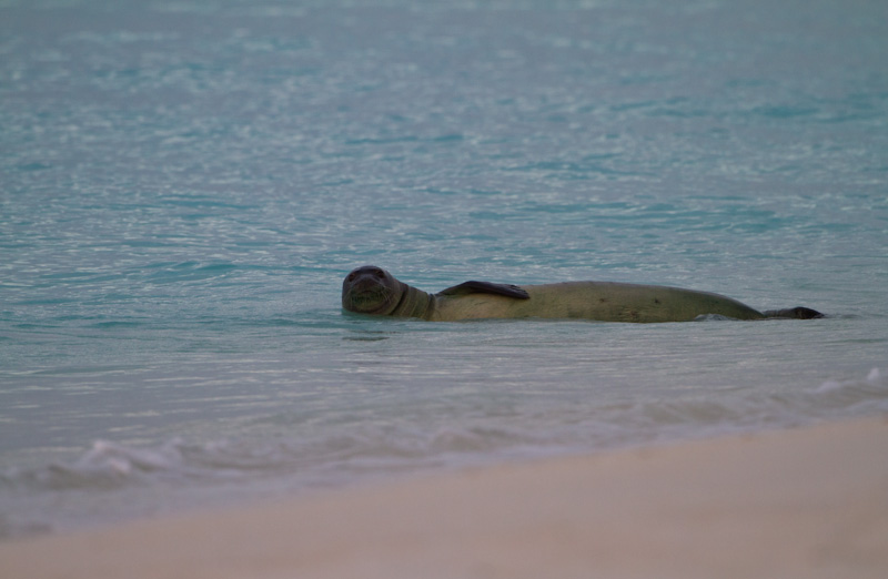 Hawaiian Monk Seal In Surf