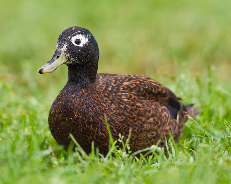 Laysan Duck