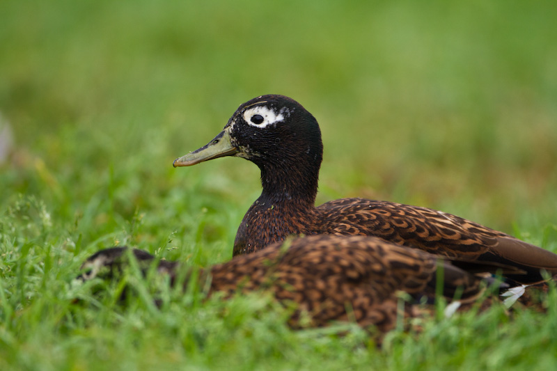 Laysan Duck