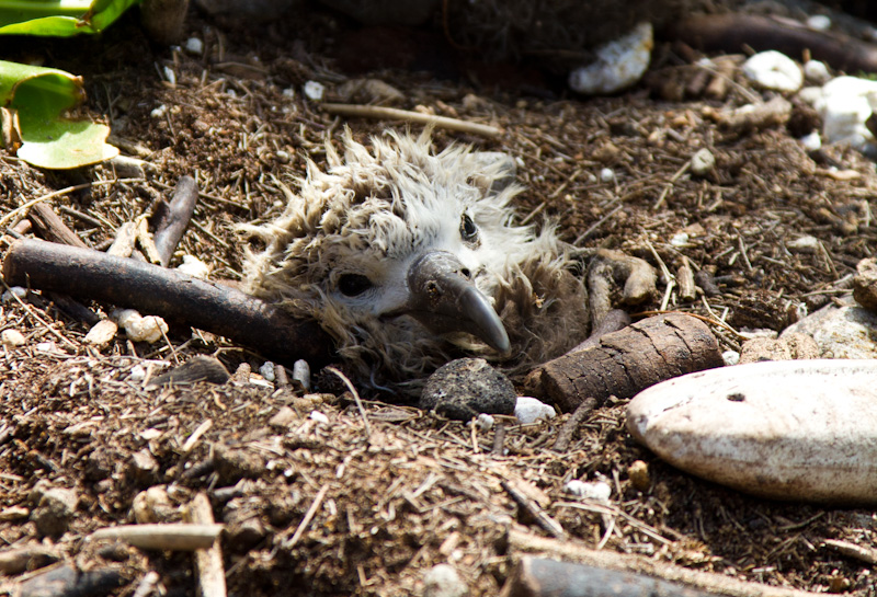 Laysan Albatross Chick Burried In Tsunami Debris