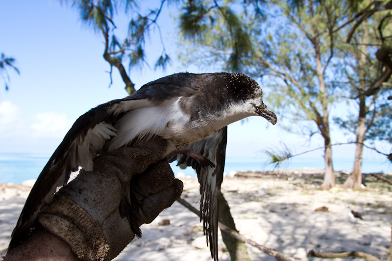 Bonin Petrel Rescued From Tsunami