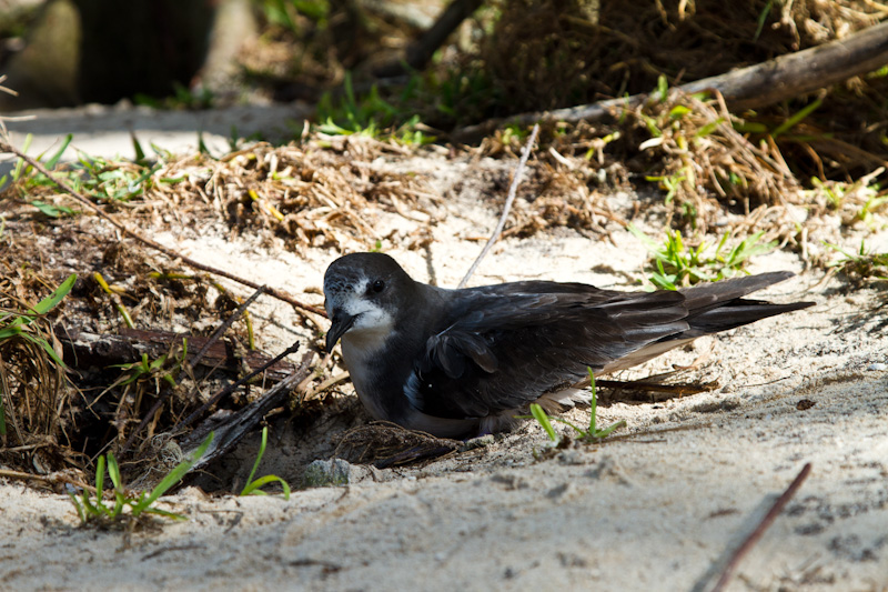 Bonin Petrel