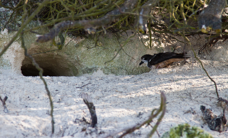 Bonin Petrel