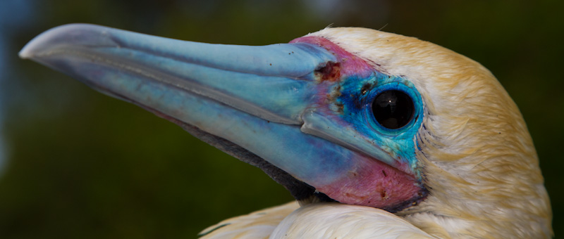 Red-Footed Booby