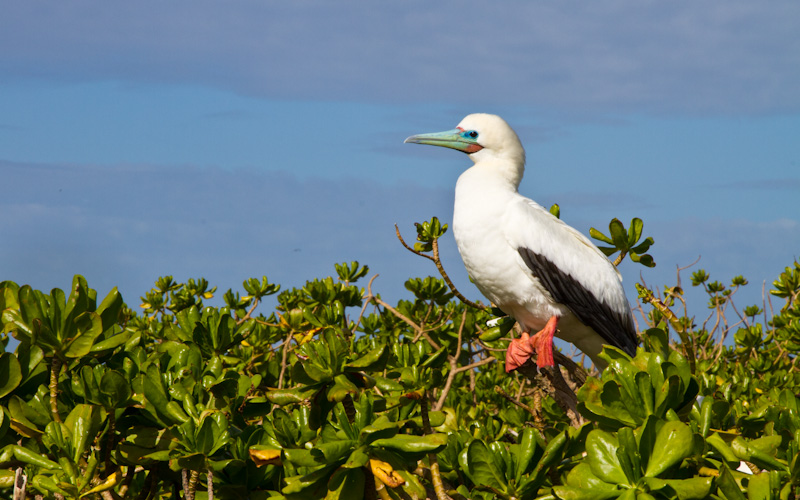 Red-Footed Booby