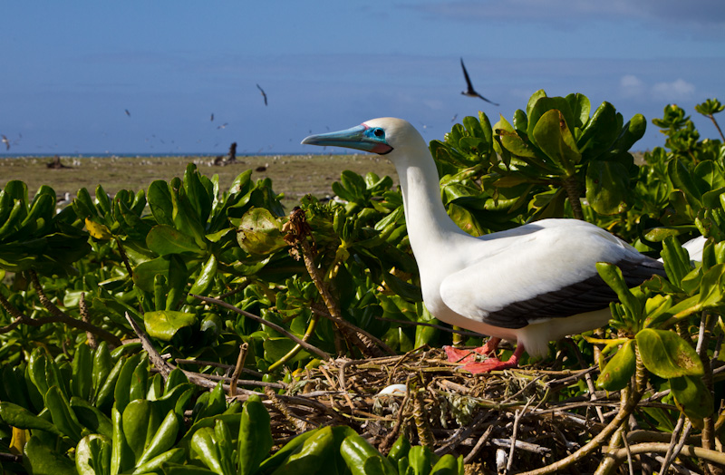 Red-Footed Booby On Nest