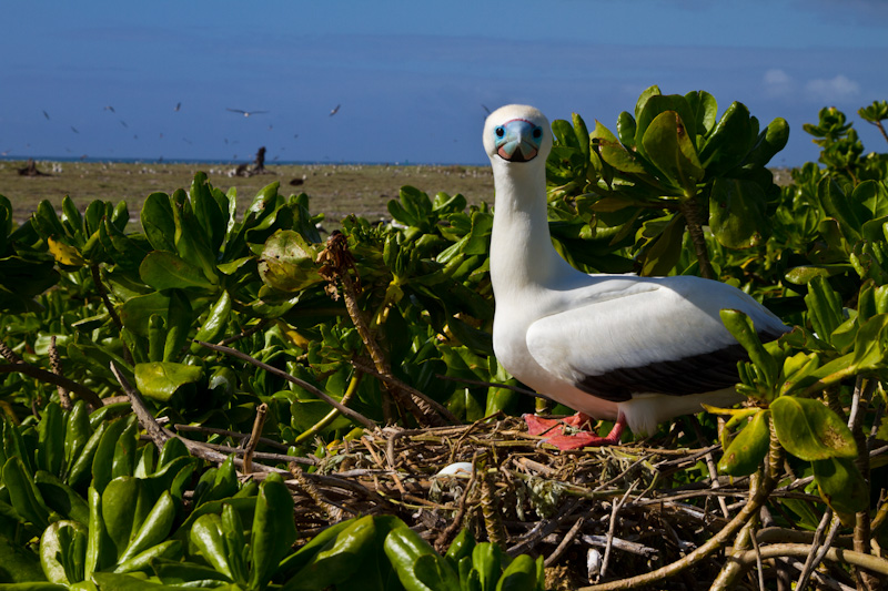 Red-Footed Booby On Nest
