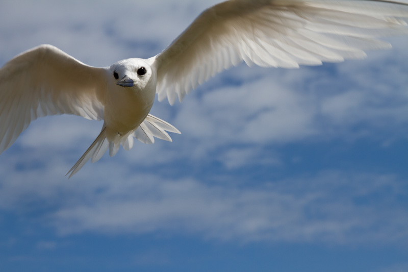 White Tern In Flight