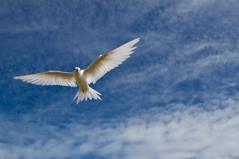 White Tern In Flight