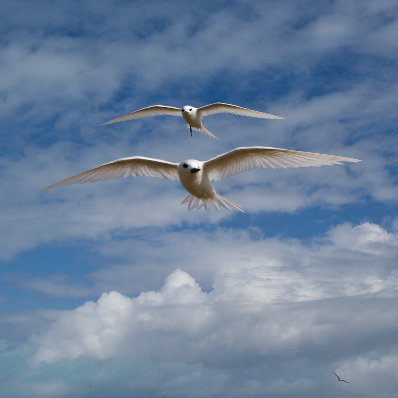 White Terns In Flight