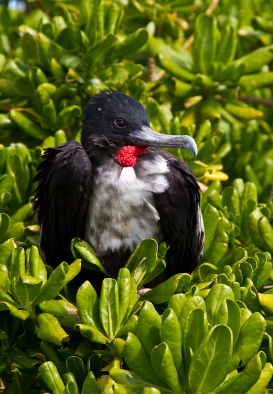 Great Frigatebird