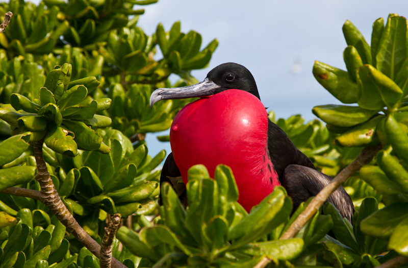 Great Frigatebird