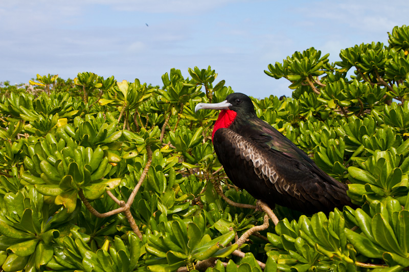 Great Frigatebird