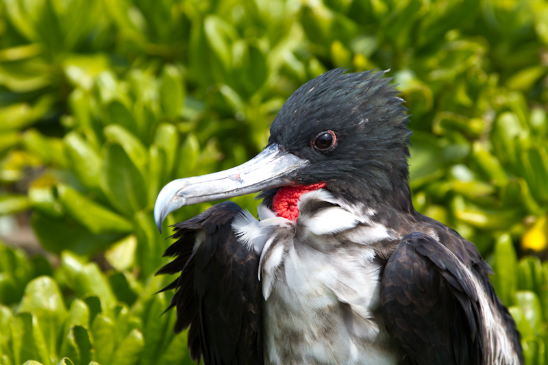 Great Frigatebird