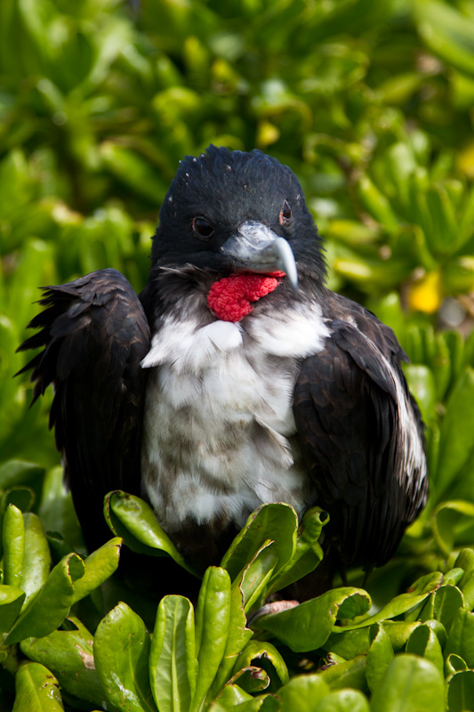 Great Frigatebird